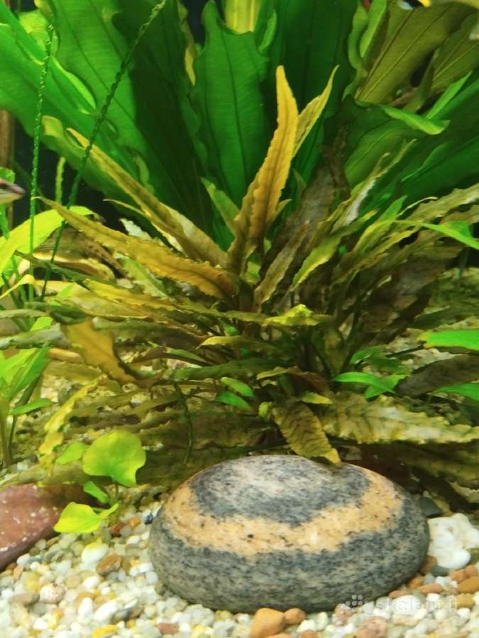 Akvariumo augalai - nuotraukos Nr. 6