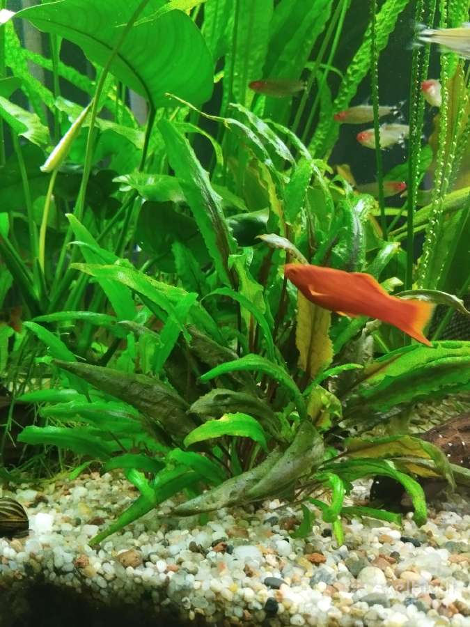 Akvariumo augalai - nuotraukos Nr. 7