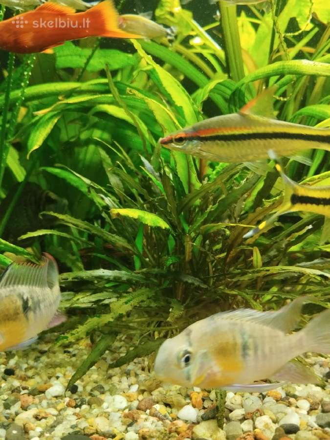 Akvariumo augalai - nuotraukos Nr. 8