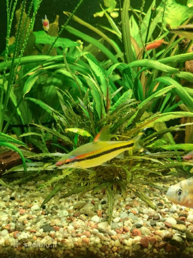 Akvariumo augalai - nuotraukos Nr. 9