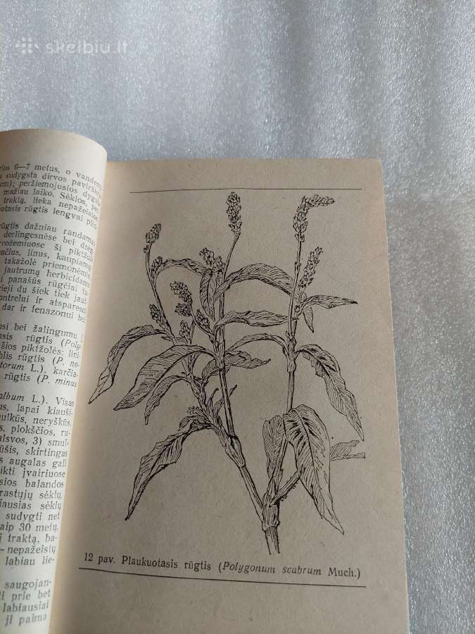 Piktžolės ir herbicidai - nuotraukos Nr. 4