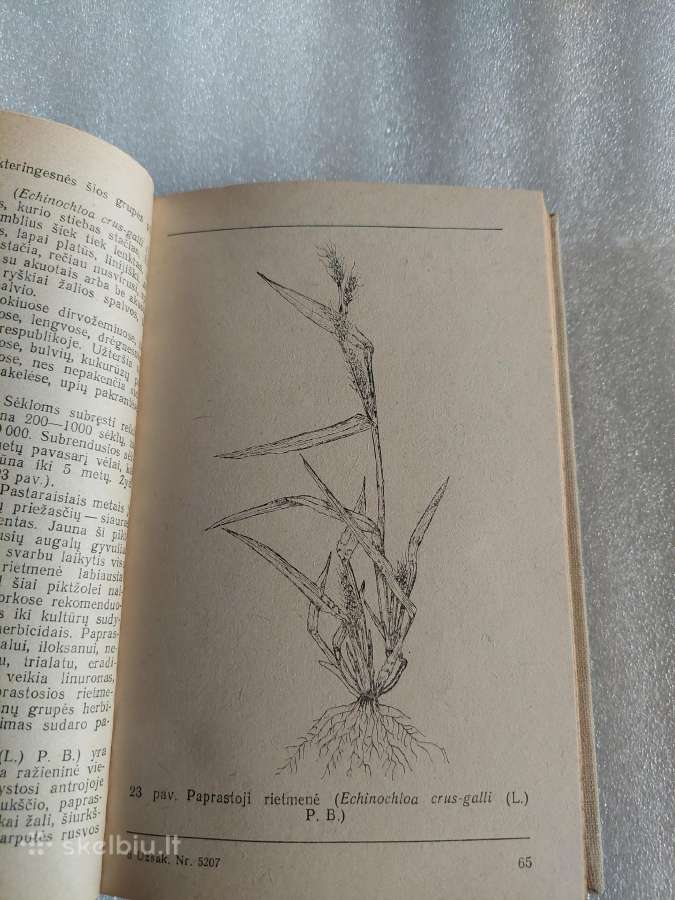 Piktžolės ir herbicidai - nuotraukos Nr. 5