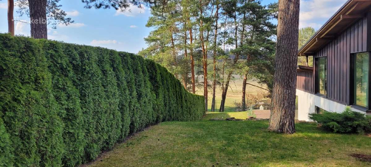 Tujų kirpimas,žeminimas,formavimas.genėjimas. - nuotraukos Nr. 23