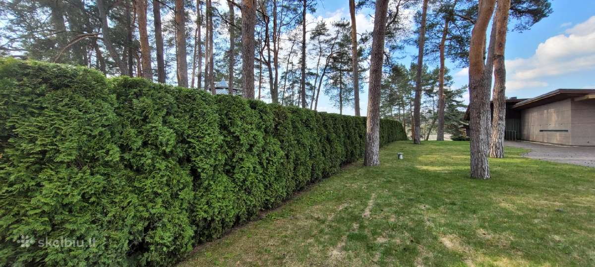 Tujų kirpimas,žeminimas,formavimas.genėjimas. - nuotraukos Nr. 6