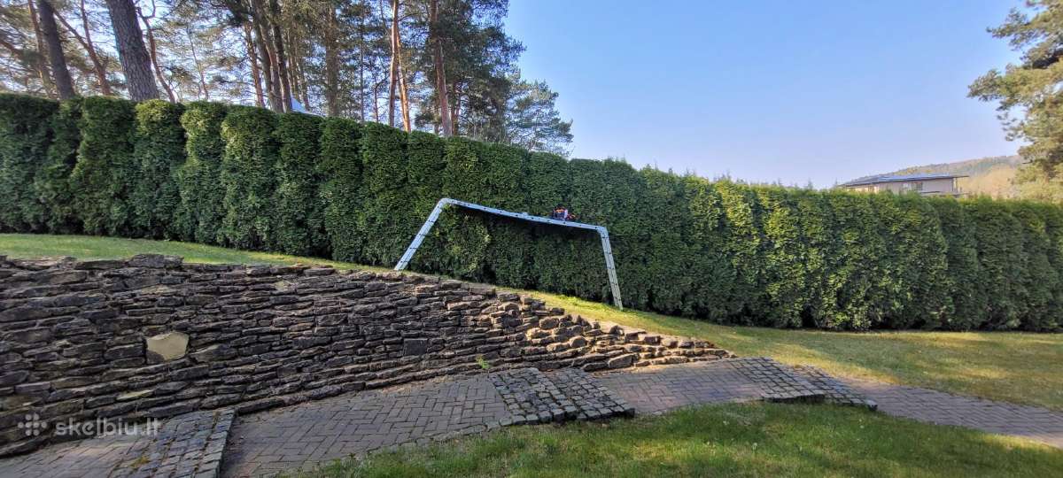 Tujų kirpimas,žeminimas,formavimas.genėjimas. - nuotraukos Nr. 24