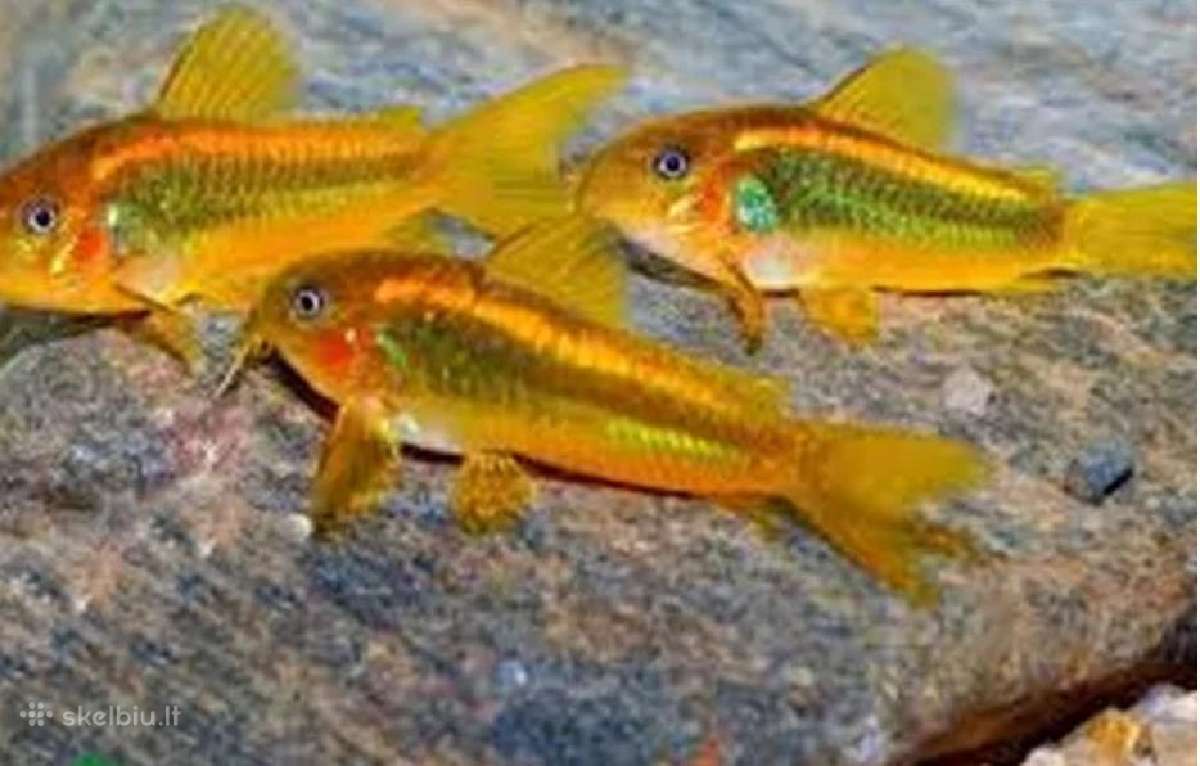 Parduodami šamukai