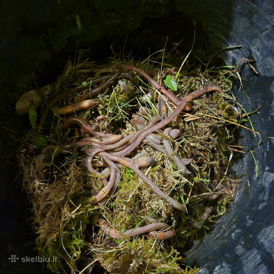 Naktiniai sliekai - nuotraukos Nr. 3