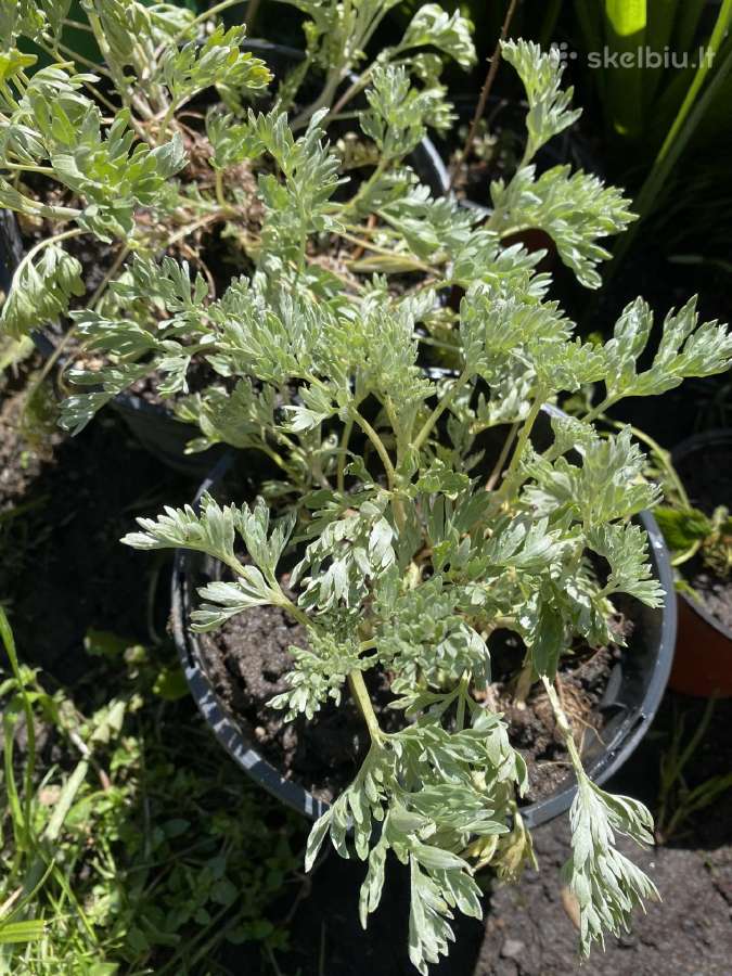 Braškių , žemuogių daigai, aviečių daigai kaštonai - nuotraukos Nr. 27