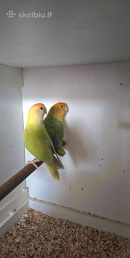 Foxy parrots(nimfos,banguotukai,r.agaporniai) - nuotraukos Nr. 26
