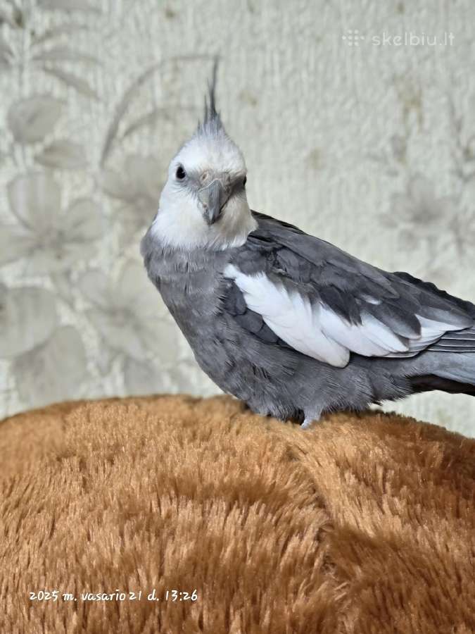 Foxy parrots(nimfos,banguotukai,r.agaporniai) - nuotraukos Nr. 27