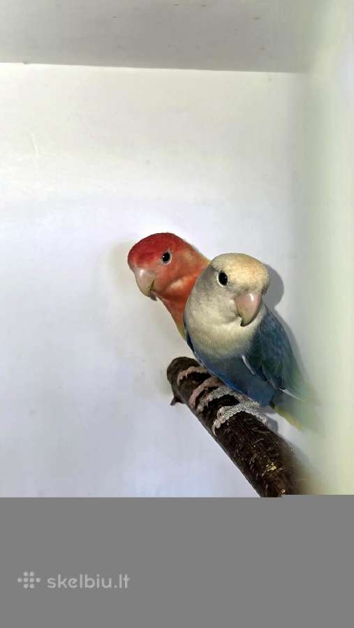 Foxy parrots(nimfos,banguotukai,r.agaporniai) - nuotraukos Nr. 28