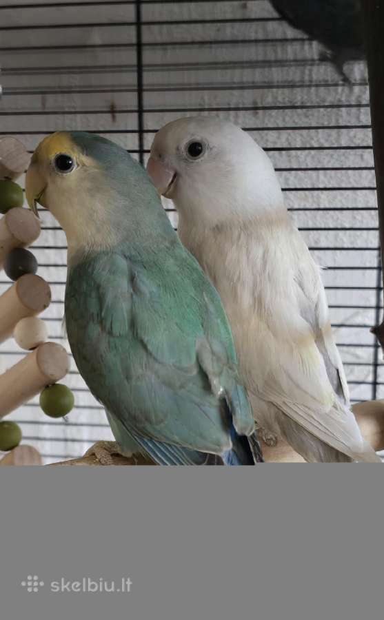 Foxy parrots(nimfos,banguotukai,r.agaporniai) - nuotraukos Nr. 30