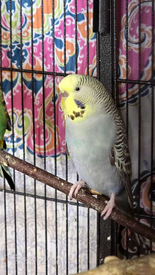 Foxy parrots(nimfos,banguotukai,r.agaporniai) - nuotraukos Nr. 31
