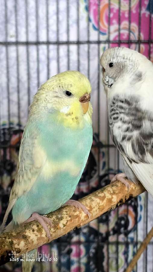 Foxy parrots(nimfos,banguotukai,r.agaporniai) - nuotraukos Nr. 32