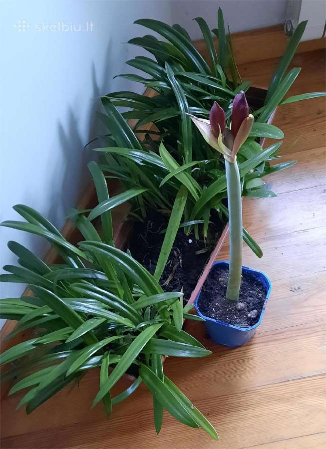 Amariliai nuo 1 Eur