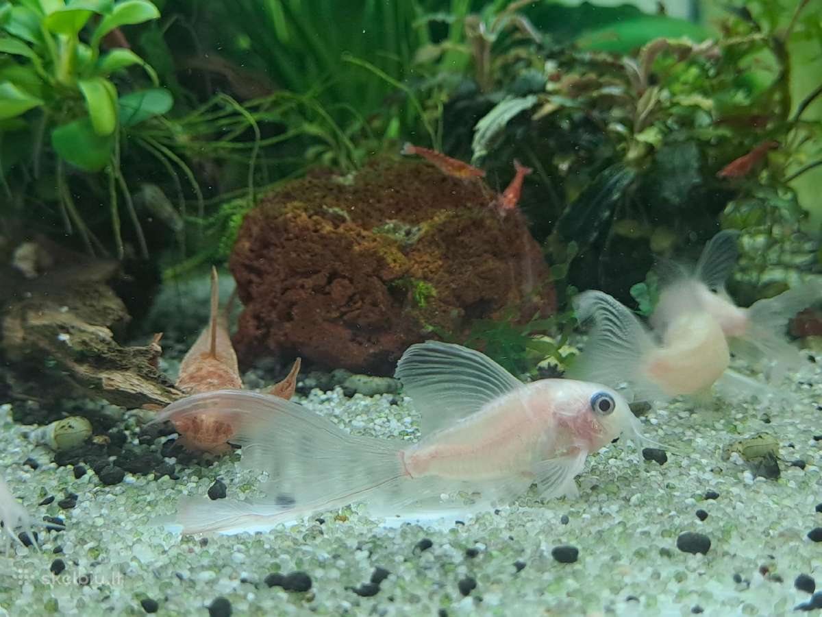 Corydoras, Loricaria. - nuotraukos Nr. 4
