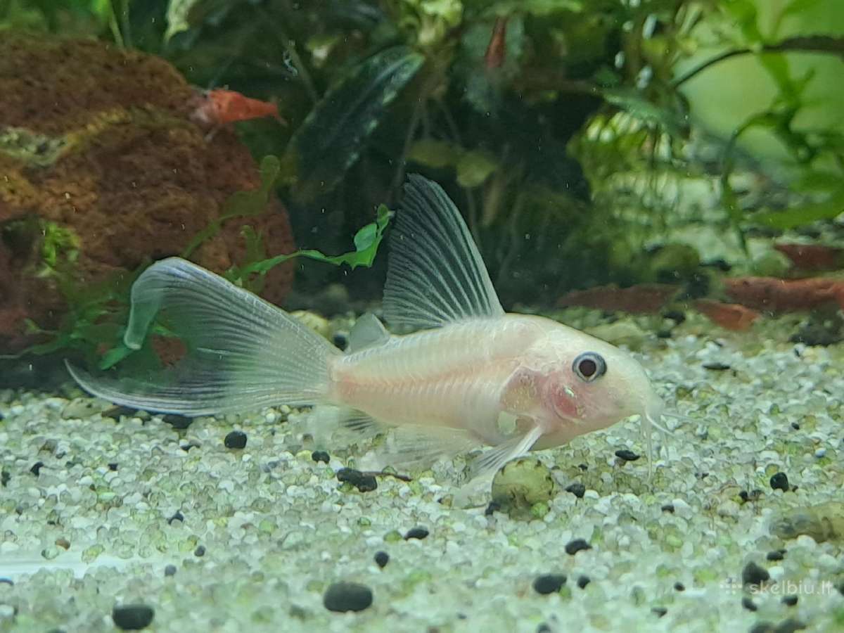 Corydoras, Loricaria. - nuotraukos Nr. 5