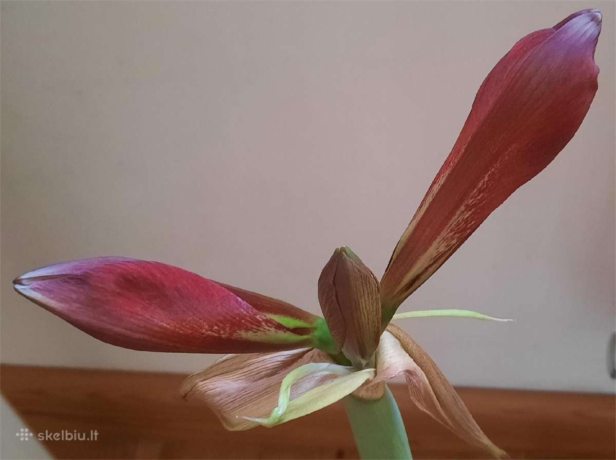 Žydintis Amarilis 56 cm