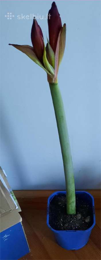Žydintis Amarilis 56 cm - nuotraukos Nr. 2