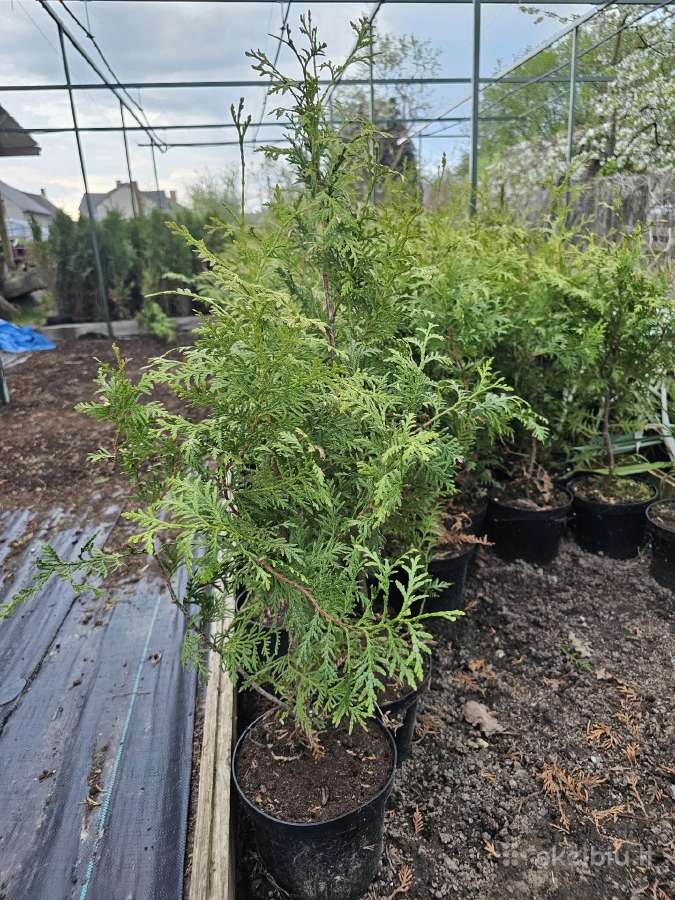 Brabant tujos - 80-90cm - 2.50€