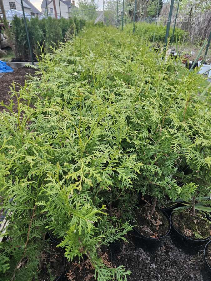 Brabant tujos - 80-90cm - 2.50€ - nuotraukos Nr. 2