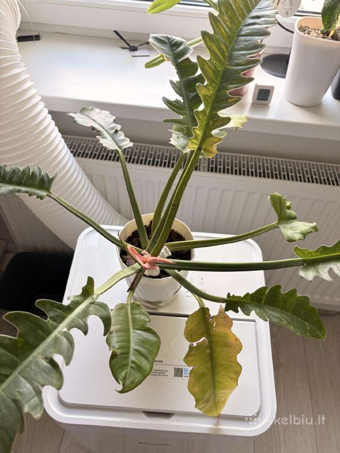 Philodendron Ring of Fire - nuotraukos Nr. 2