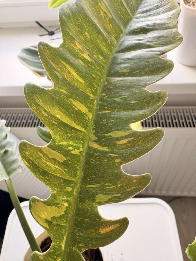 Philodendron Ring of Fire - nuotraukos Nr. 3
