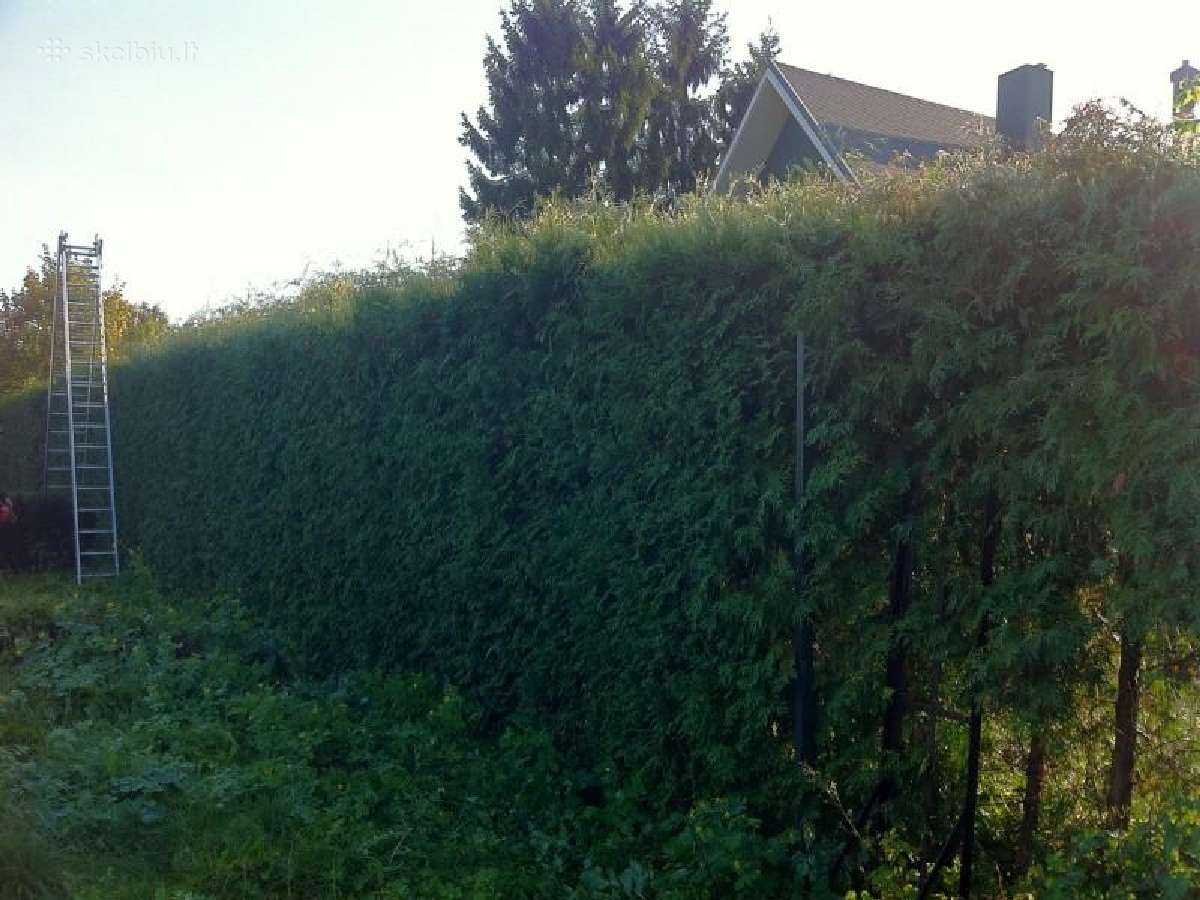 Medžiū pjovimas ir gyvatvorių karpymas - nuotraukos Nr. 2