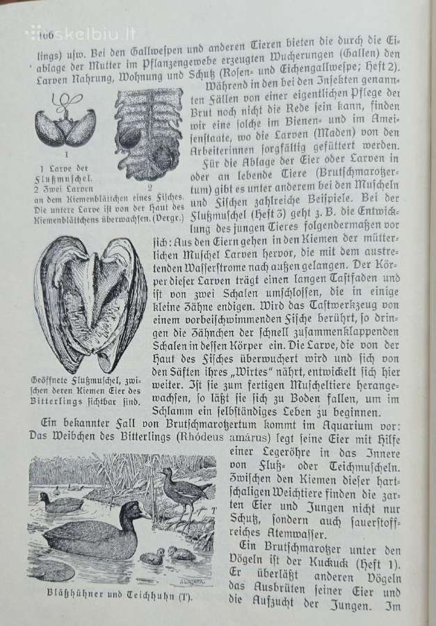 Antikvatinė knyga - nuotraukos Nr. 6