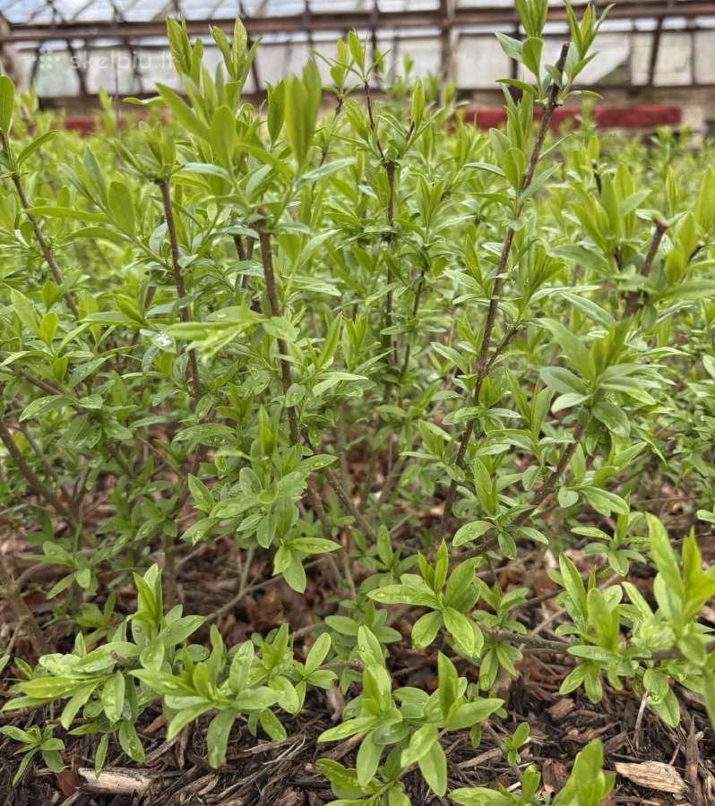 Parduodame pušis, ligustrus, liepas - nuotraukos Nr. 7