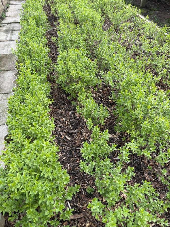 Parduodame pušis, ligustrus, liepas - nuotraukos Nr. 8