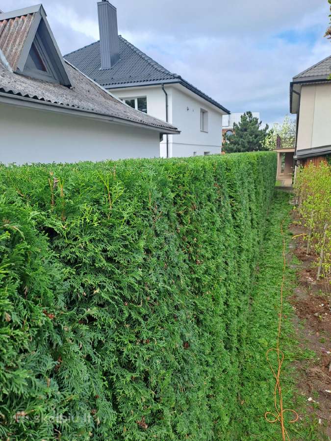 Gyvatvorių karpymas, žeminimas, formavimas - nuotraukos Nr. 10