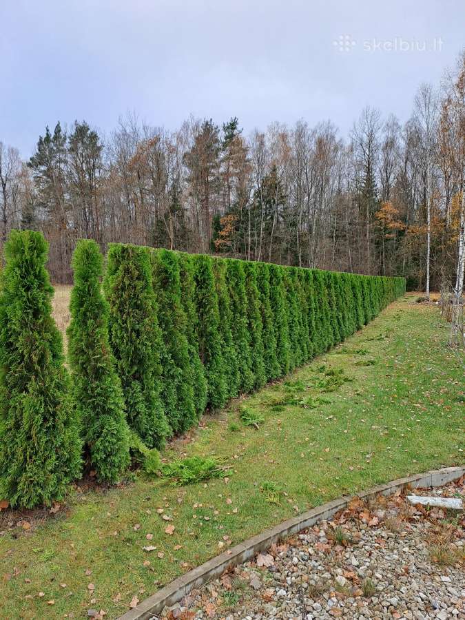 Gyvatvorių karpymas, žeminimas, formavimas - nuotraukos Nr. 19