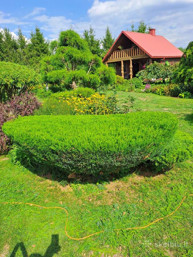 Gyvatvorių karpymas, žeminimas, formavimas - nuotraukos Nr. 37