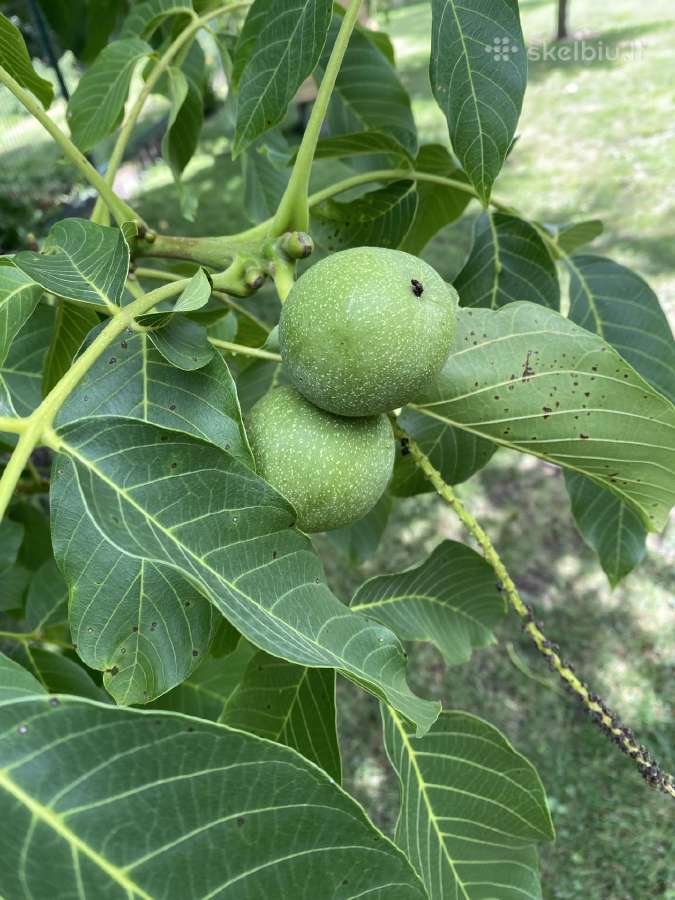 Graikiškas Idealas riešutmedis