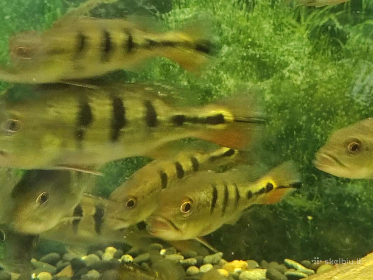 Parduodamos žuvys Cichla orinocensis (orinoco) - nuotraukos Nr. 4