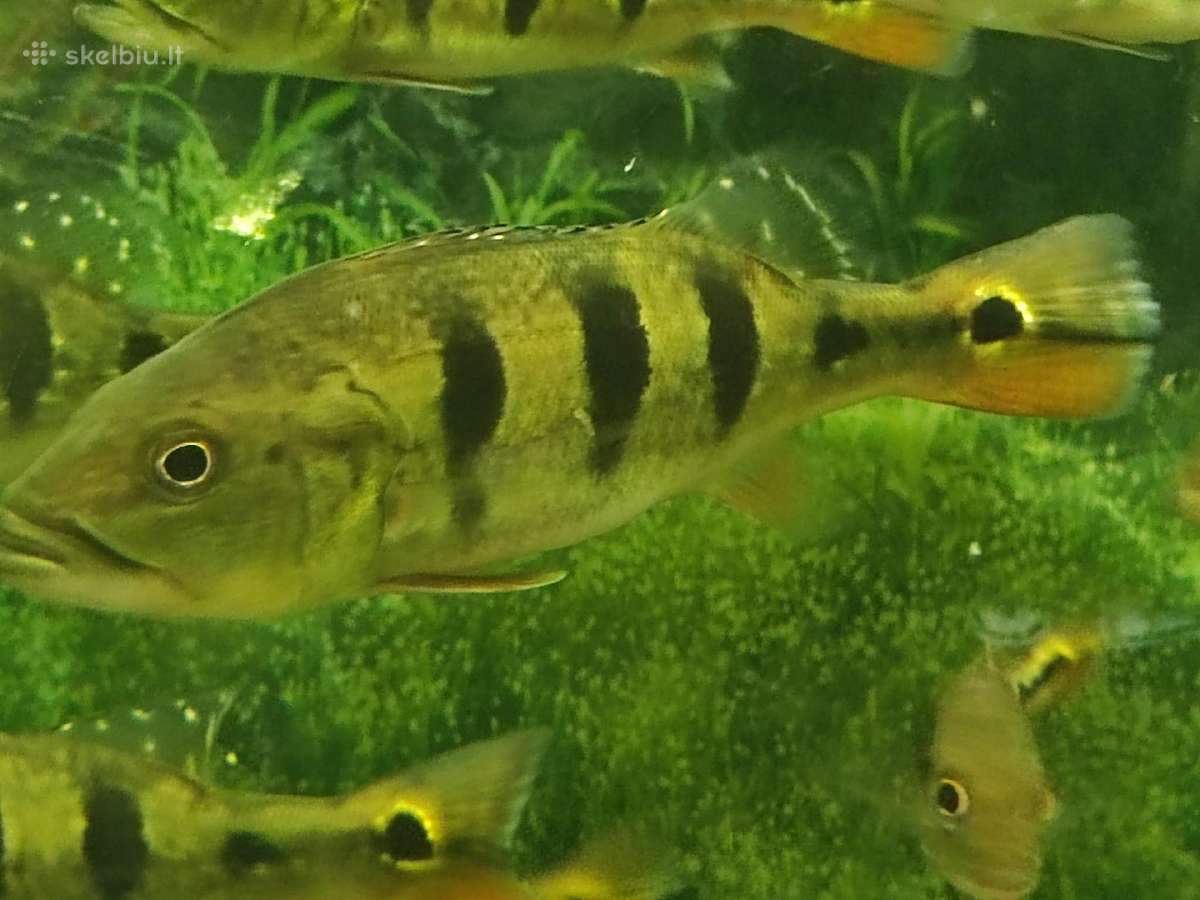Parduodamos žuvys Cichla orinocensis (orinoco)