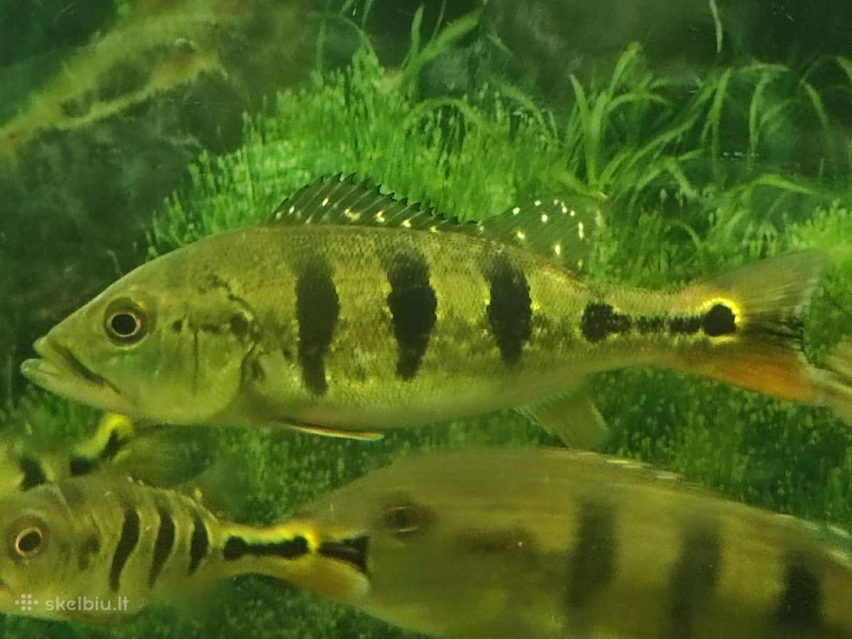 Parduodamos žuvys Cichla orinocensis (orinoco) - nuotraukos Nr. 3