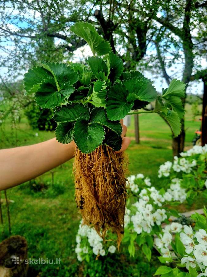 Žembraškės sodinukai (Daigai) Žemklunika, Kupčicha - nuotraukos Nr. 4