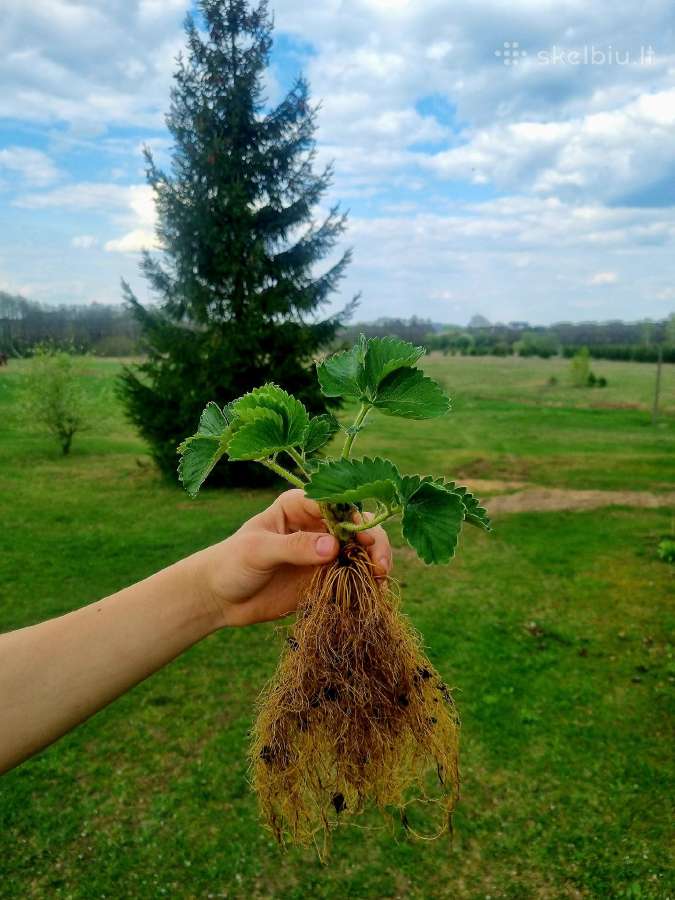 Žembraškės sodinukai (Daigai) Žemklunika, Kupčicha - nuotraukos Nr. 6