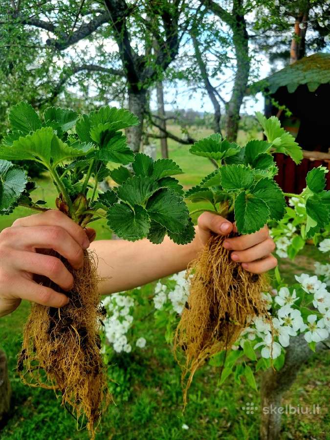 Žembraškės sodinukai (Daigai) Žemklunika, Kupčicha - nuotraukos Nr. 8