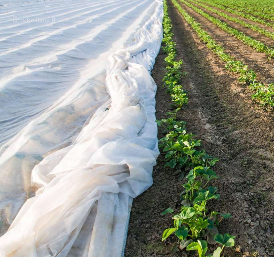 Balta agroplėvelė nuo šalnų