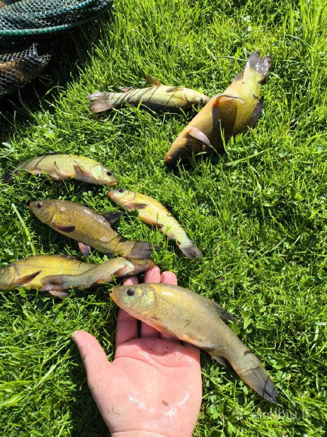 Lynų mailius, lynai iš nuosavo tvenkinio 1kg 15e - nuotraukos Nr. 5