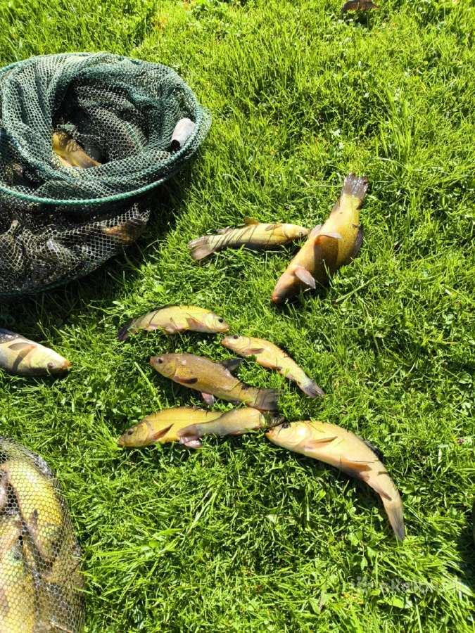 Lynų mailius, lynai iš nuosavo tvenkinio 1kg 15e - nuotraukos Nr. 6