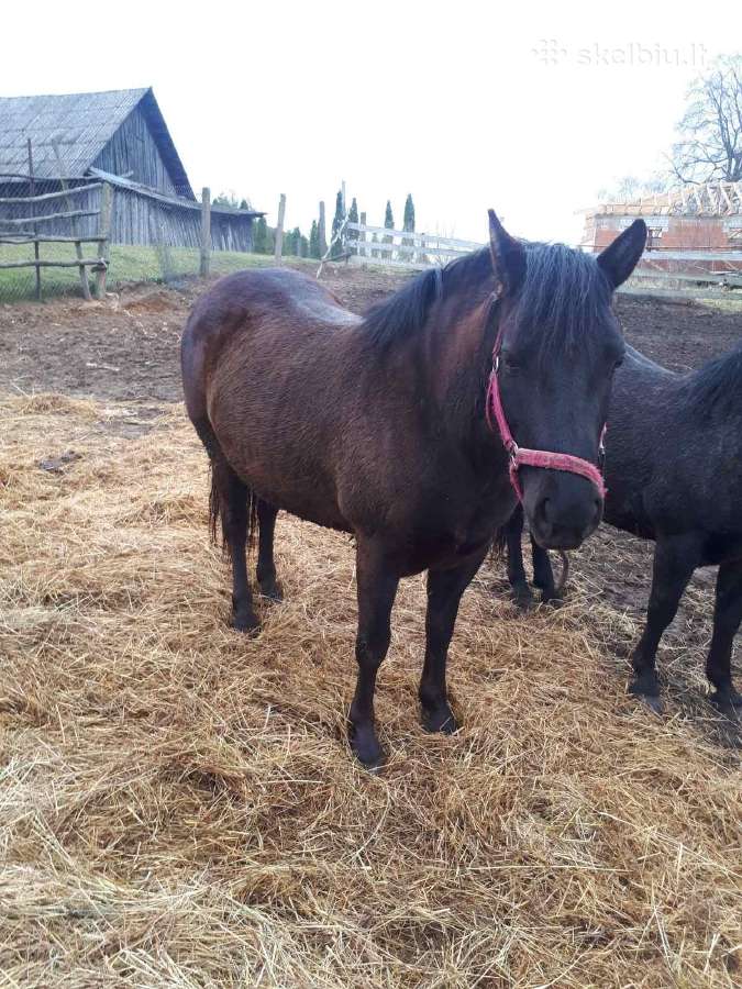 6 metu žemaituke ieško mylimu namu - nuotraukos Nr. 5
