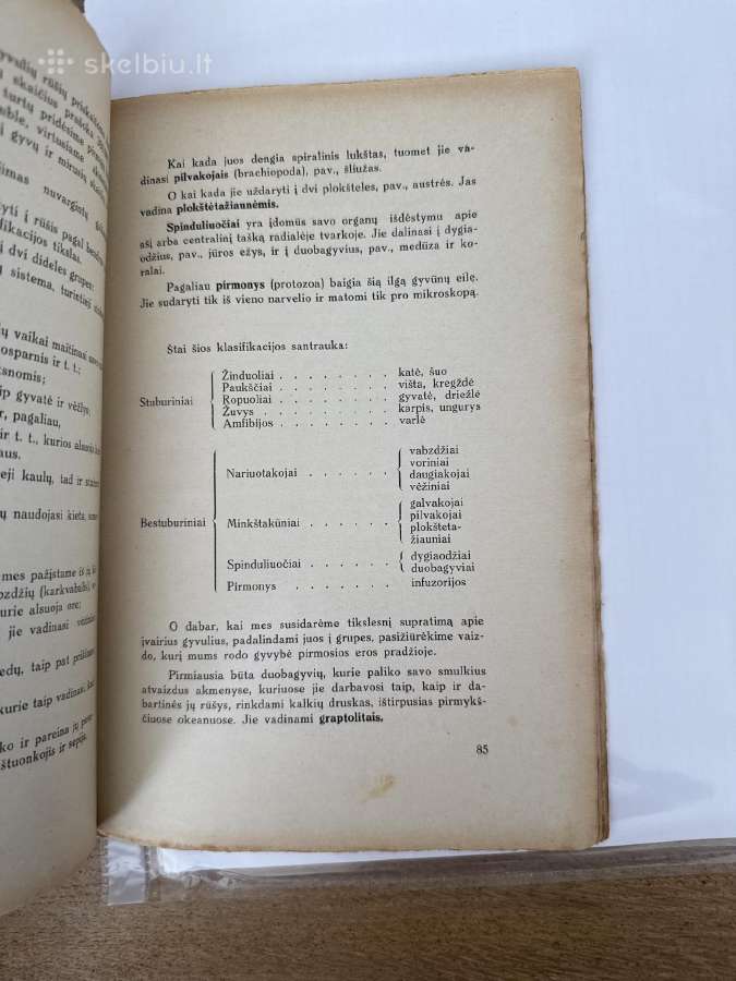 Iš kur mes ateinam ? 1931 m. - nuotraukos Nr. 7