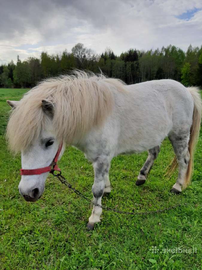 Parduodamos poni kumelaites - nuotraukos Nr. 2
