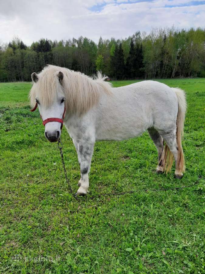 Parduodamos poni kumelaites - nuotraukos Nr. 3
