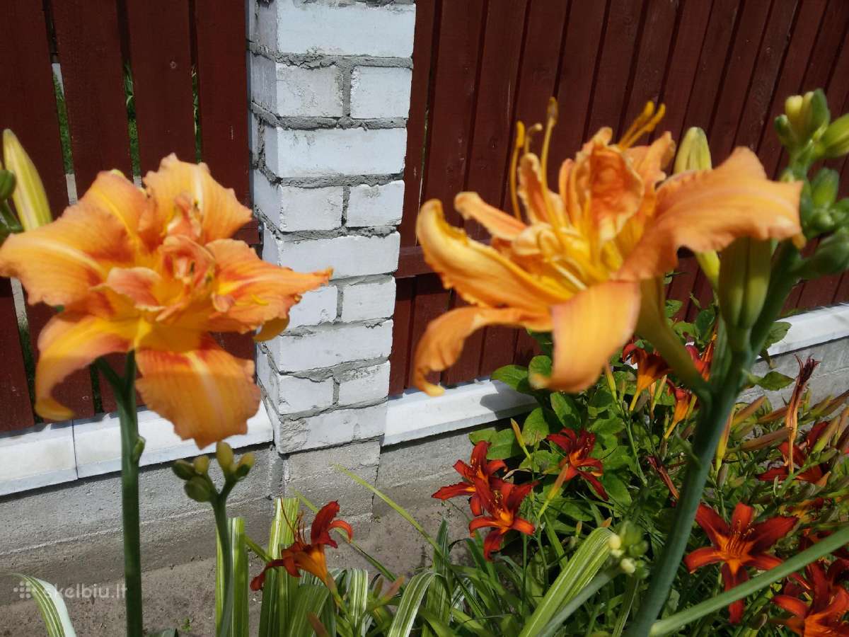 Nuosavo gėlyno augalų perteklius - nuotraukos Nr. 21