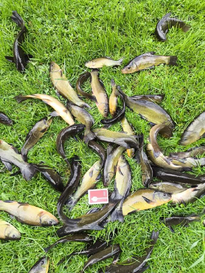 Lynų mailius, lynai iš nuosavo tvenkinio 1kg 15e - nuotraukos Nr. 2